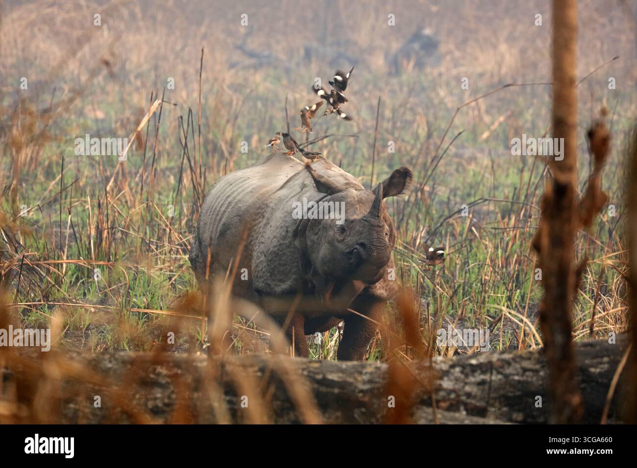 Rhinocéros indiens dans la forêt du parc national de Chitwan, Népal Banque D'Images