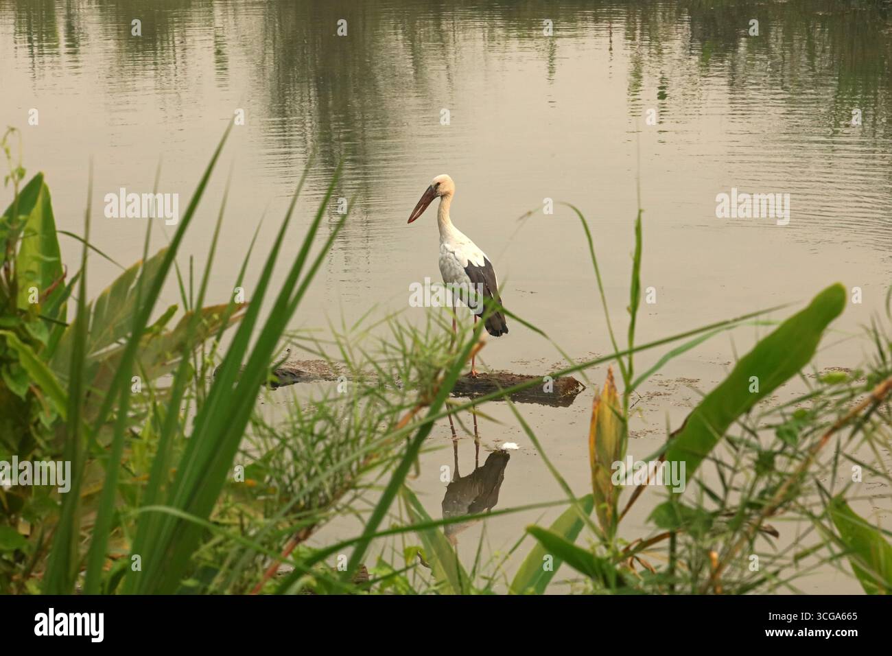 Cigogne asiatique à bec ouvert dans le parc national de Chitwan, Népal Banque D'Images