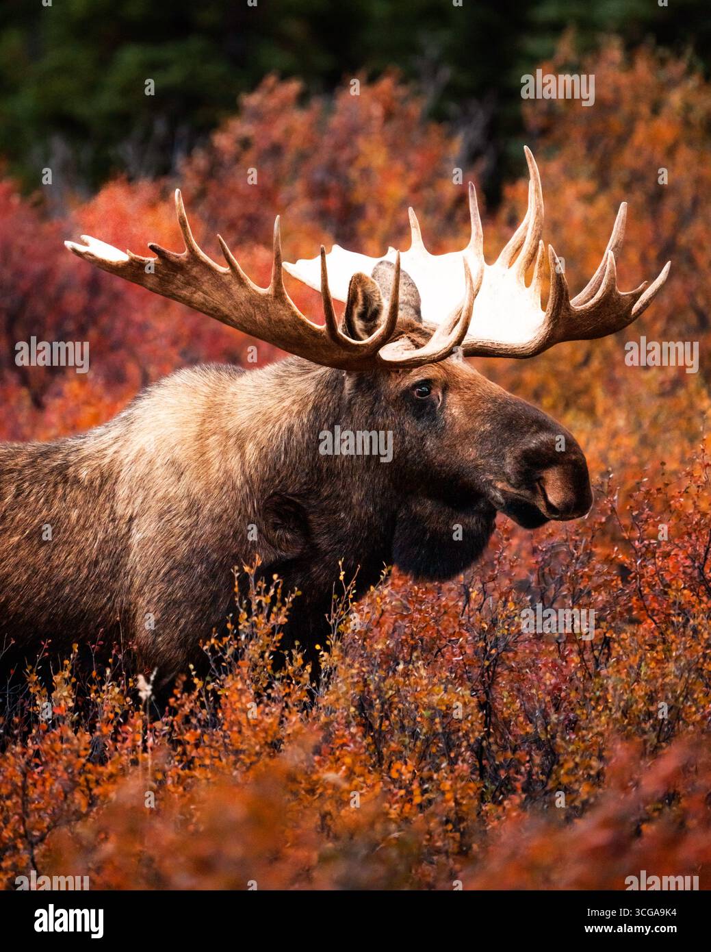 Capturer l'un des géants de l'Alaska alors que l'ornière courait était génial ! Denali NP est LE spot pour les couleurs et le grand orignal ! Banque D'Images Capturer l'un des géants de l'Alaska alors que l'ornière courait était génial ! Denali NP est LE spot pour les couleurs et le grand orignal ! Banque D'Images