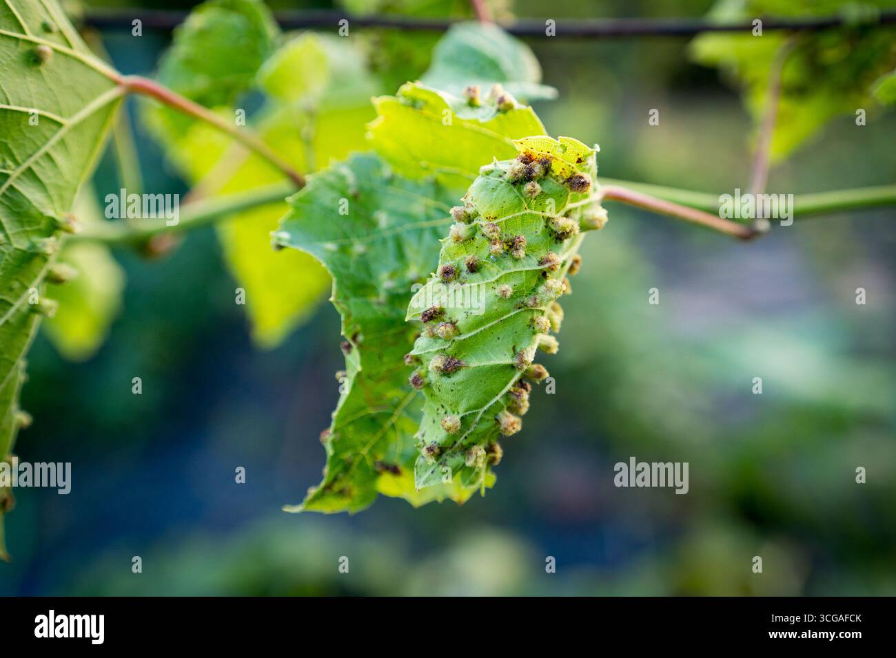 Gros plan de feuille de raisin Blister ou d'acarien de raisin erineum, Eriophyes vitis. Feuilles de raisin infectées dans le vignoble, maladie causée par les acariens cloques. Gros plan Banque D'Images