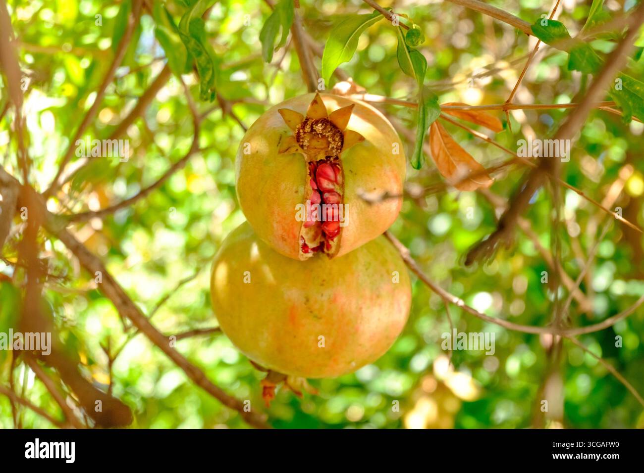 Deux grenades mûres suspendues à un arbre. L'un est à moitié mangé. L'autre est entier Banque D'Images