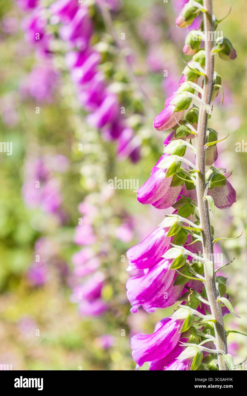Woodland Flowers, sur la boucle Berkshire de la Chiltern Way, Mapledurham, Oxfordshire, Angleterre, Royaume-Uni. Banque D'Images
