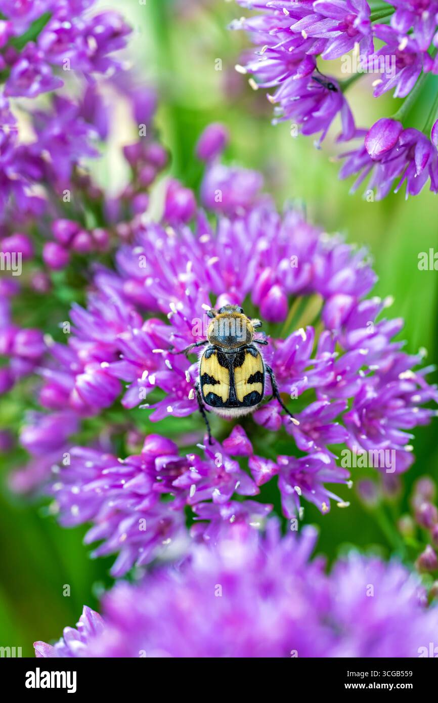 Coléoptère eurasien - Trichius fasciatus Banque D'Images
