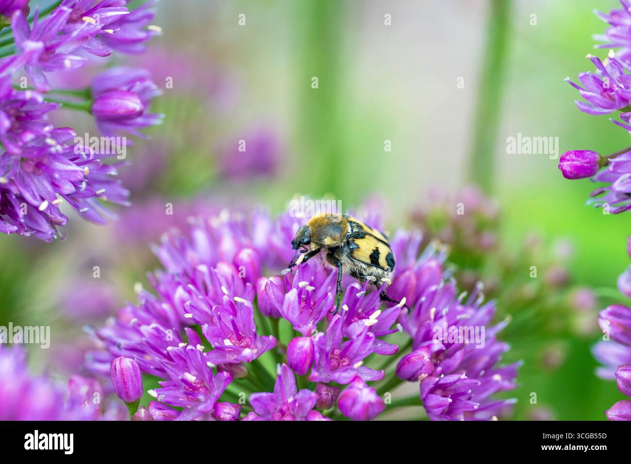Coléoptère eurasien - Trichius fasciatus Banque D'Images