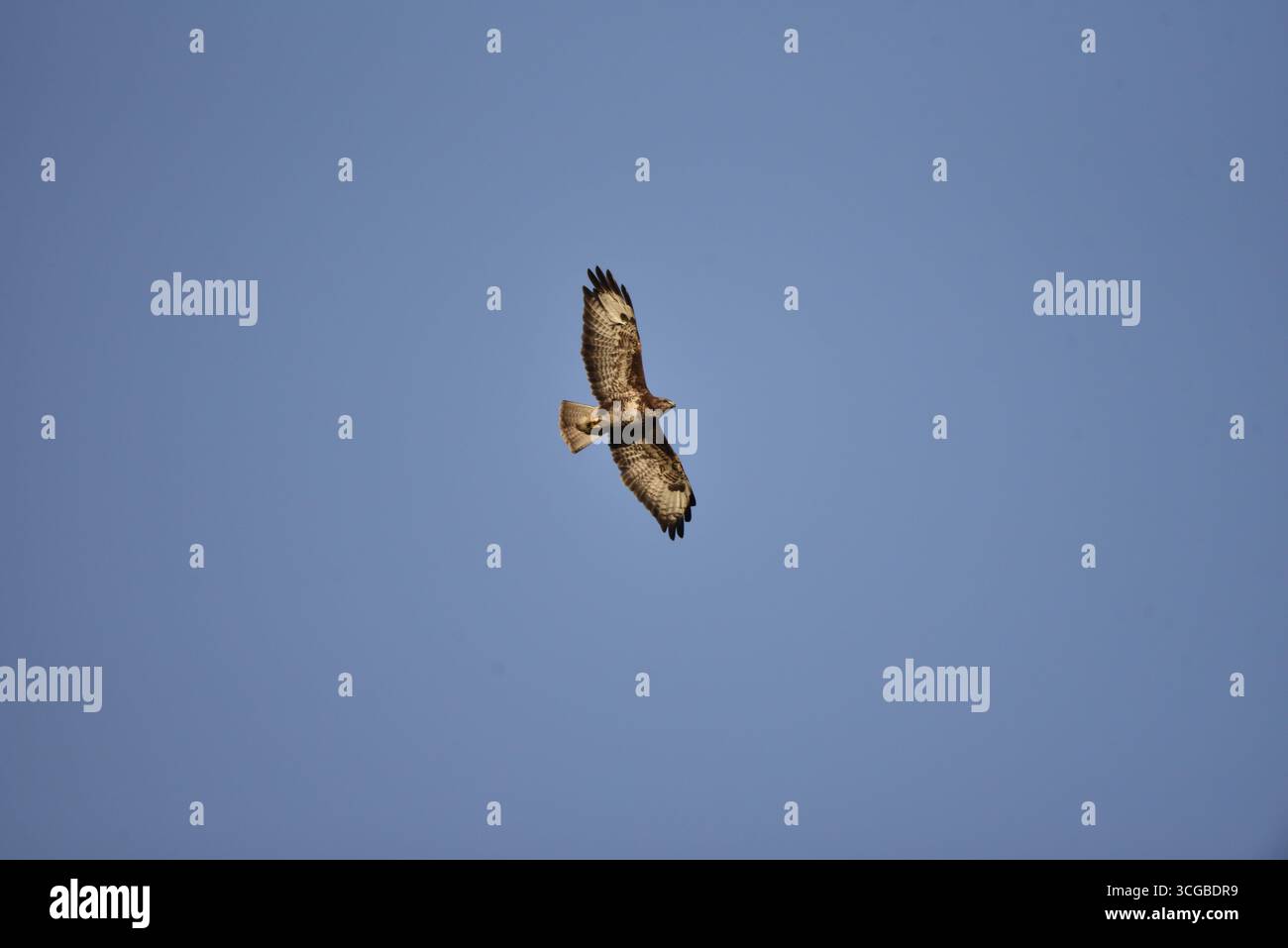 Buzzard commun (Buteo buteo) volant de gauche à droite au-dessus avec des ailes étendues avec des yeux visibles en fin d'après-midi Soleil, contre un ciel bleu, prise au Royaume-Uni Banque D'Images