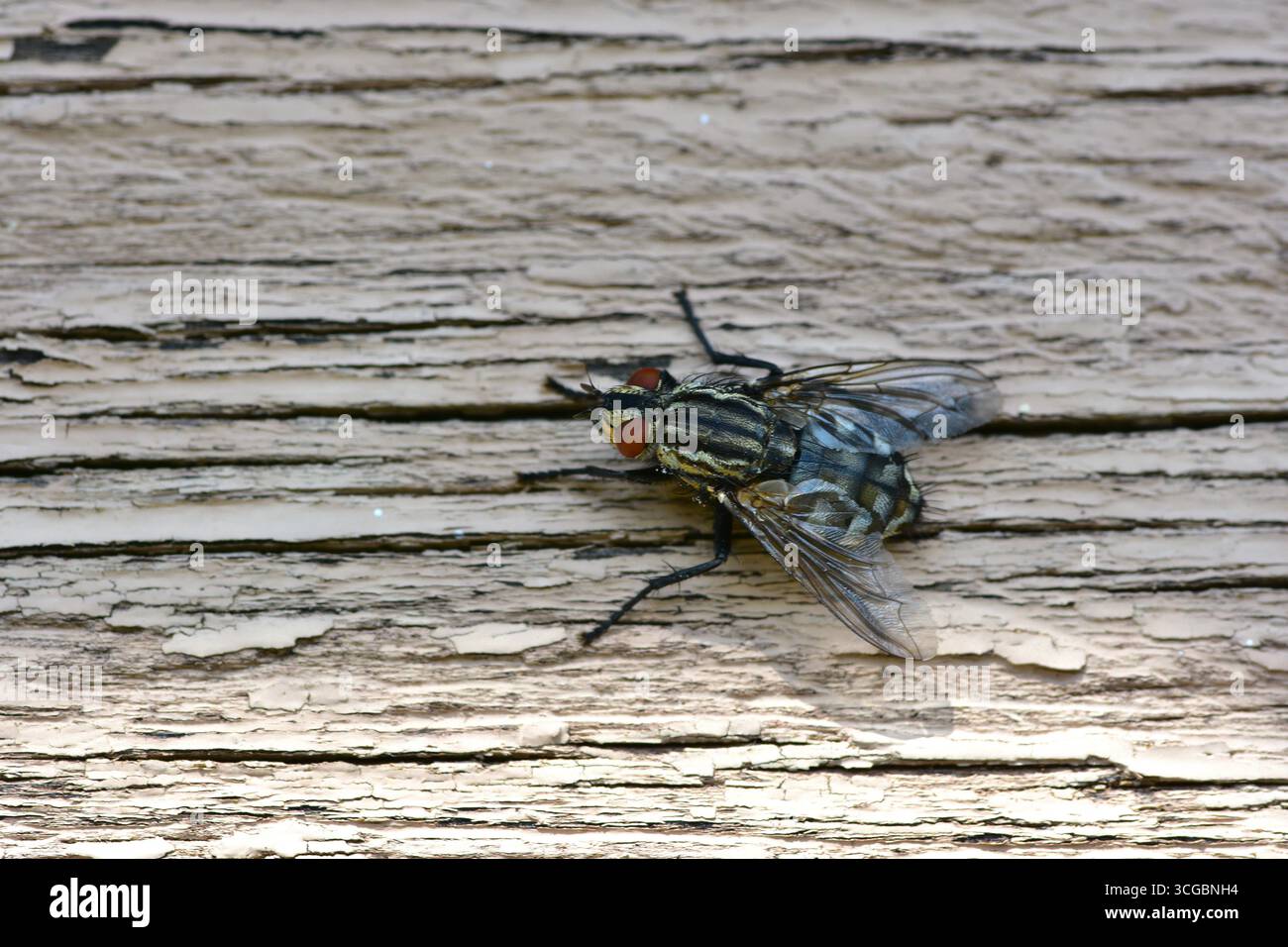 Macro gros plan d'une mouche domestique commune (Musca domestica) reposant sur une surface en bois fissurée. Photographie détaillée d'insectes montrant les ailes, les yeux et le tex du corps Banque D'Images