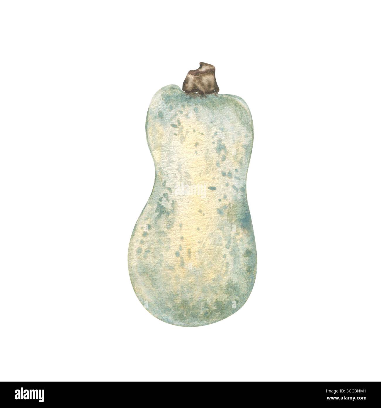 Illustration aquarelle de courge allongée isolée sur blanc. Croquis botanique réaliste citrouille peinte à la main dans des tons verts doux. Récolte d'automne Banque D'Images