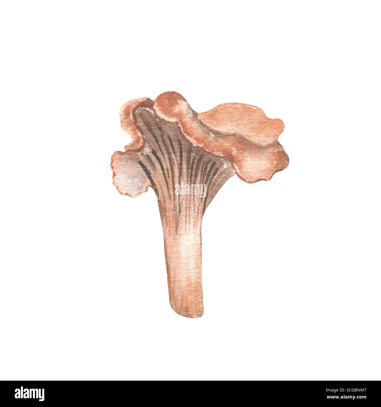 Illustration de chanterelle aquarelle isolée sur blanc. Champignon pastel doux dans des tons terreux sourds peints à la main. Art botanique d'automne rustique pour Banque D'Images