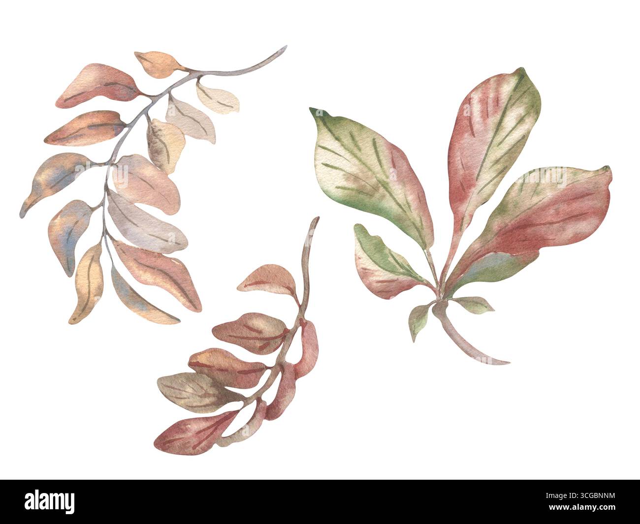 Feuilles de châtaignier et branches d'automne ensemble aquarelle isolé. Esquisses botaniques de brindilles foliées dessinées à la main dans des tons d'automne doux. Feuillage Banque D'Images