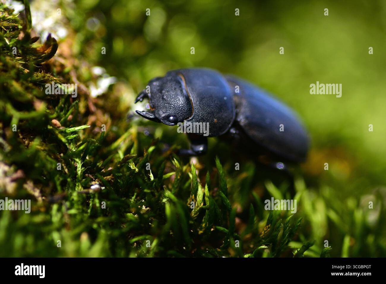 Macro gros plan d'un coléoptère noir rampant sur de la mousse vert vif dans un environnement forestier naturel. Photographie détaillée d'insectes montrant la texture du corps et nat Banque D'Images