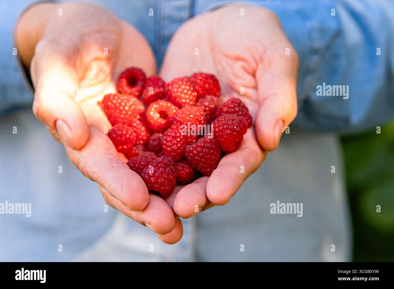 Framboises fraîchement cueillies dans les mains en gobelet. Gros plan sur les baies rouges, la récolte de fruits biologiques du jardin, la nourriture naturelle saine, les vibrations estivales, daylig Banque D'Images