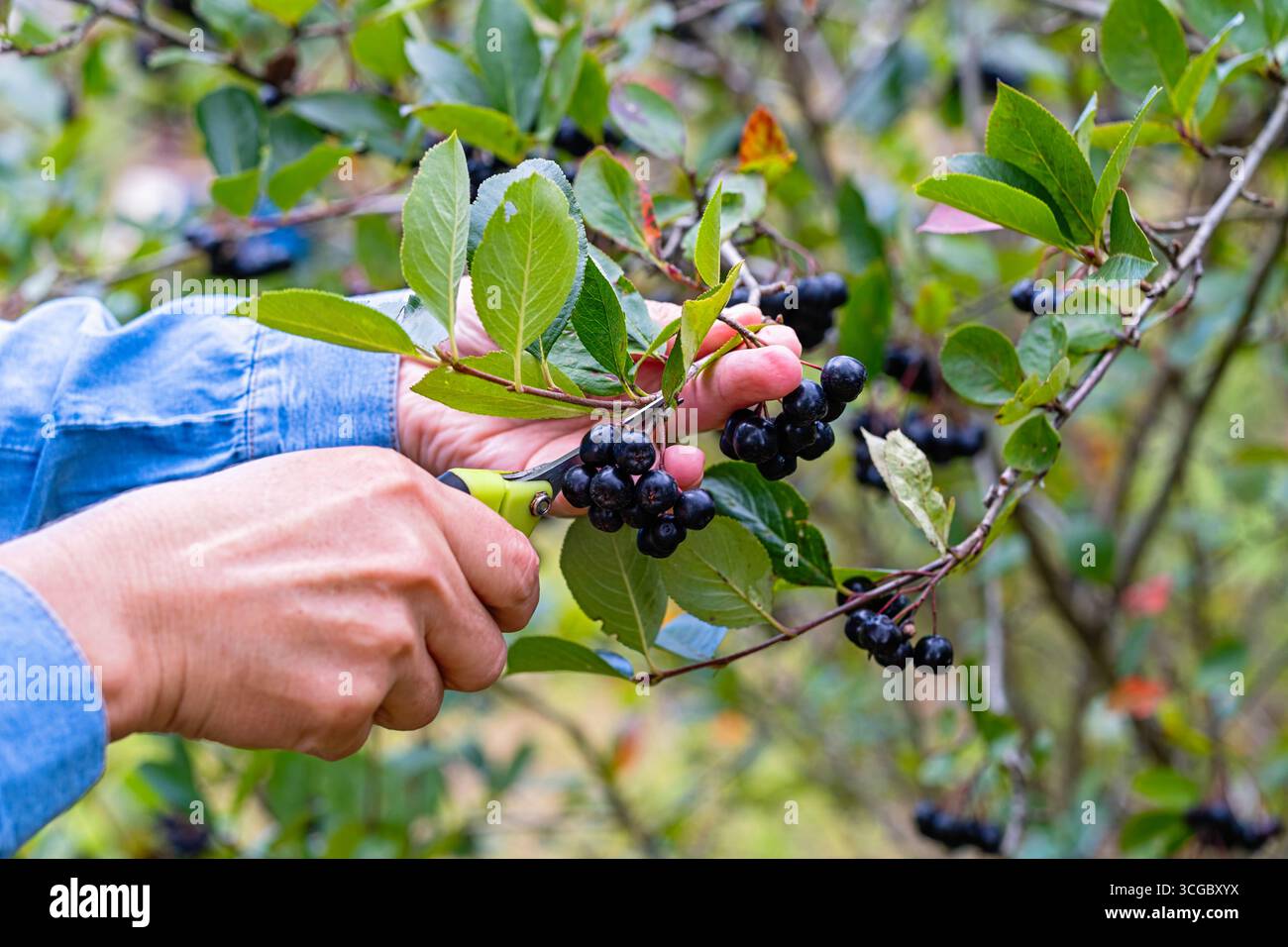 Gros plan des mains avec des ciseaux récoltant des baies d'aronia mûres (chokeberry noir) du buisson dans le jardin d'automne. Fruits biologiques, alimentation saine et naturelle, fa Banque D'Images