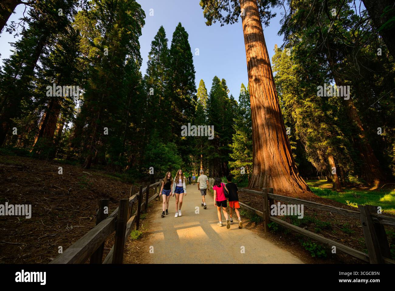 Les magnifiques séquoias géants du parc national General Grant Grove Kings Canyon en Californie. Banque D'Images