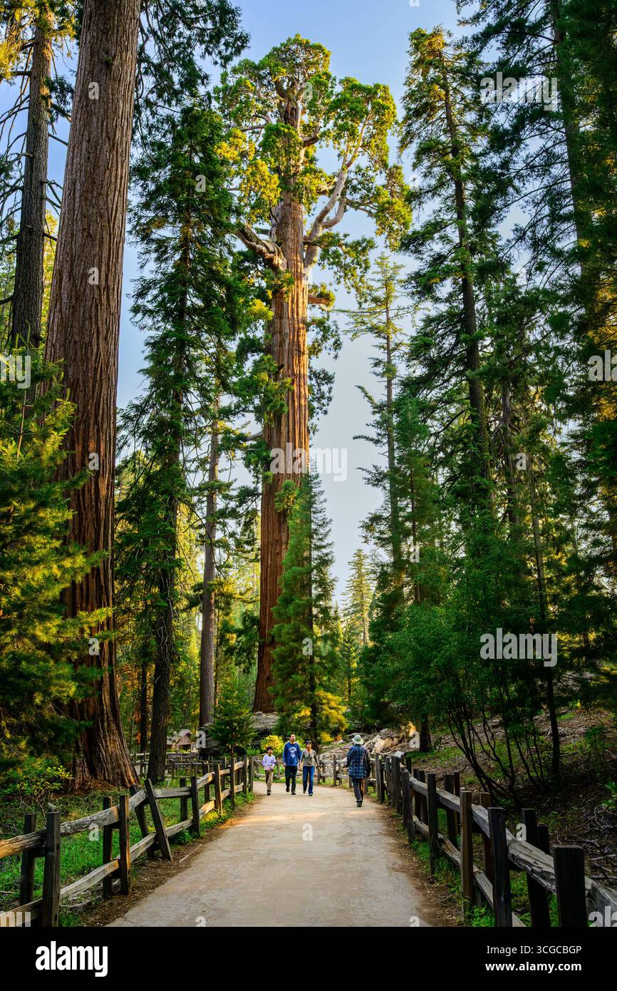 Les magnifiques séquoias géants du parc national General Grant Grove Kings Canyon en Californie. Banque D'Images