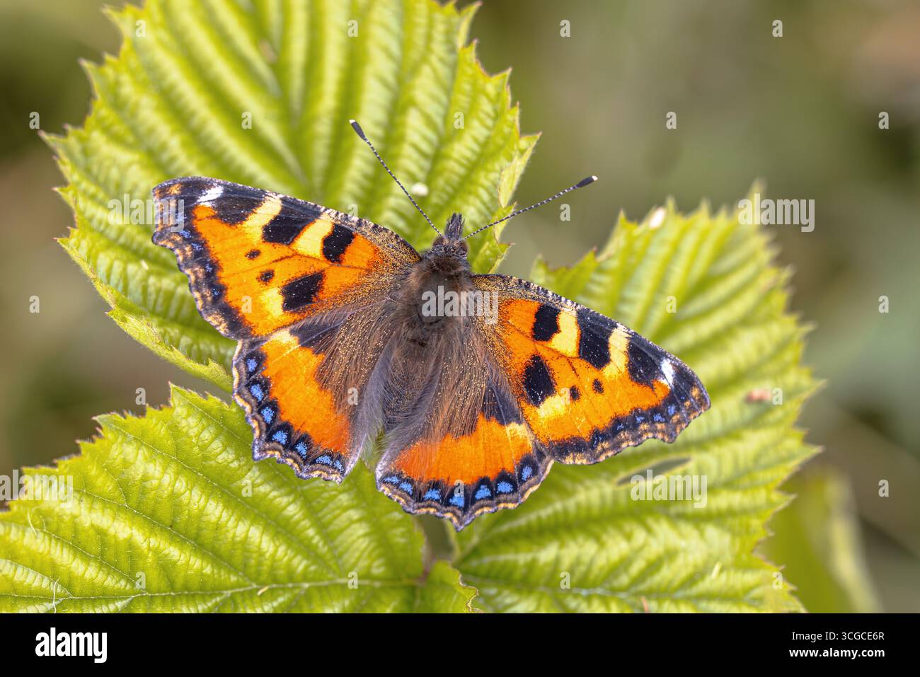 Petit papillon en écaille de tortue (Aglais urticae) perché sur une feuille à fond vert. Faune scène de la nature en Europe. Banque D'Images
