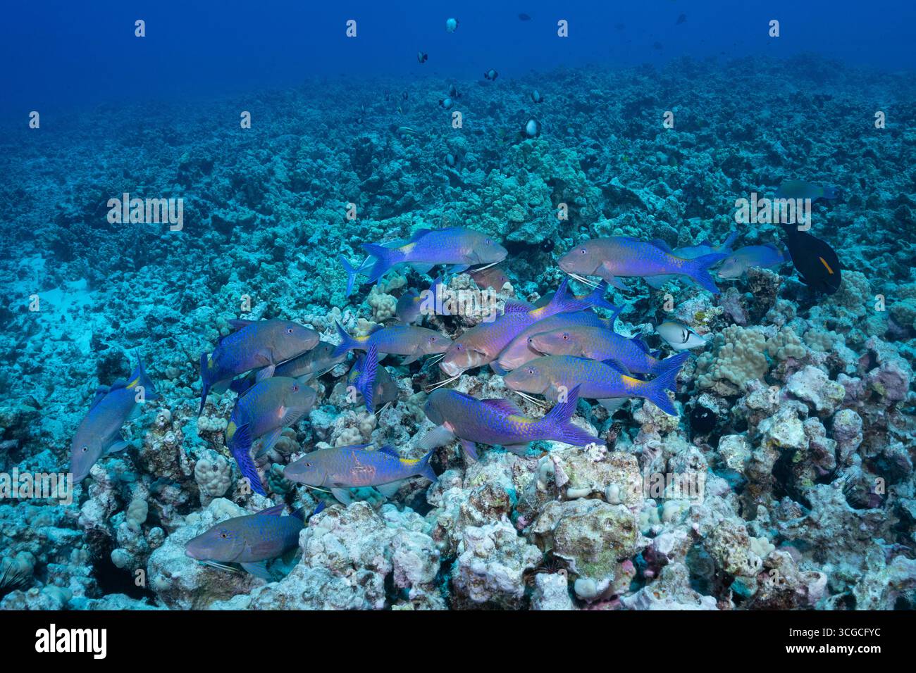 Coalition de chasseurs de chèvres bleues ou de chèvres à selle jaune, Parupeneus cyclostomus, et de trévalie ou de cric rouge, Caranx melampygus, Hawaï Banque D'Images