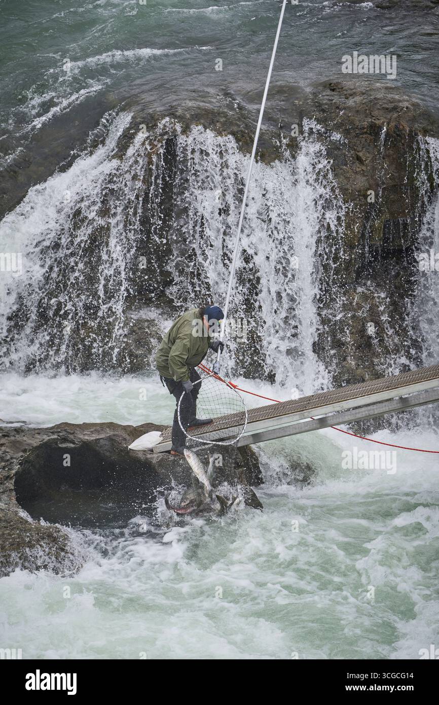 Un membre de la première nation Wet’suewet’en utilise un dipnet – la méthode traditionnelle du pays – pour pêcher le saumon à Witset, en Colombie-Britannique, au Canada. Banque D'Images