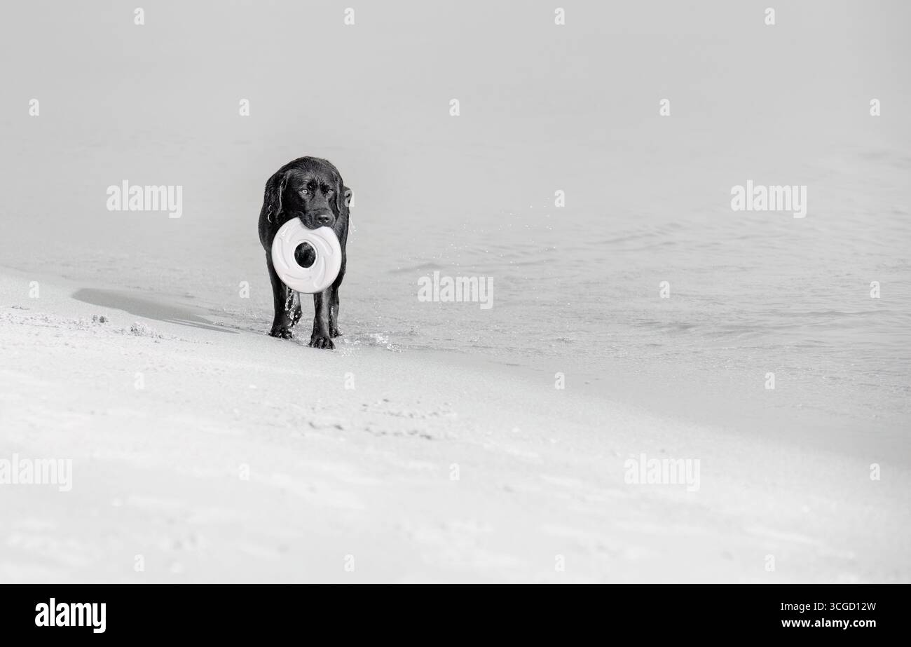Jeu de chien à la plage Banque D'Images