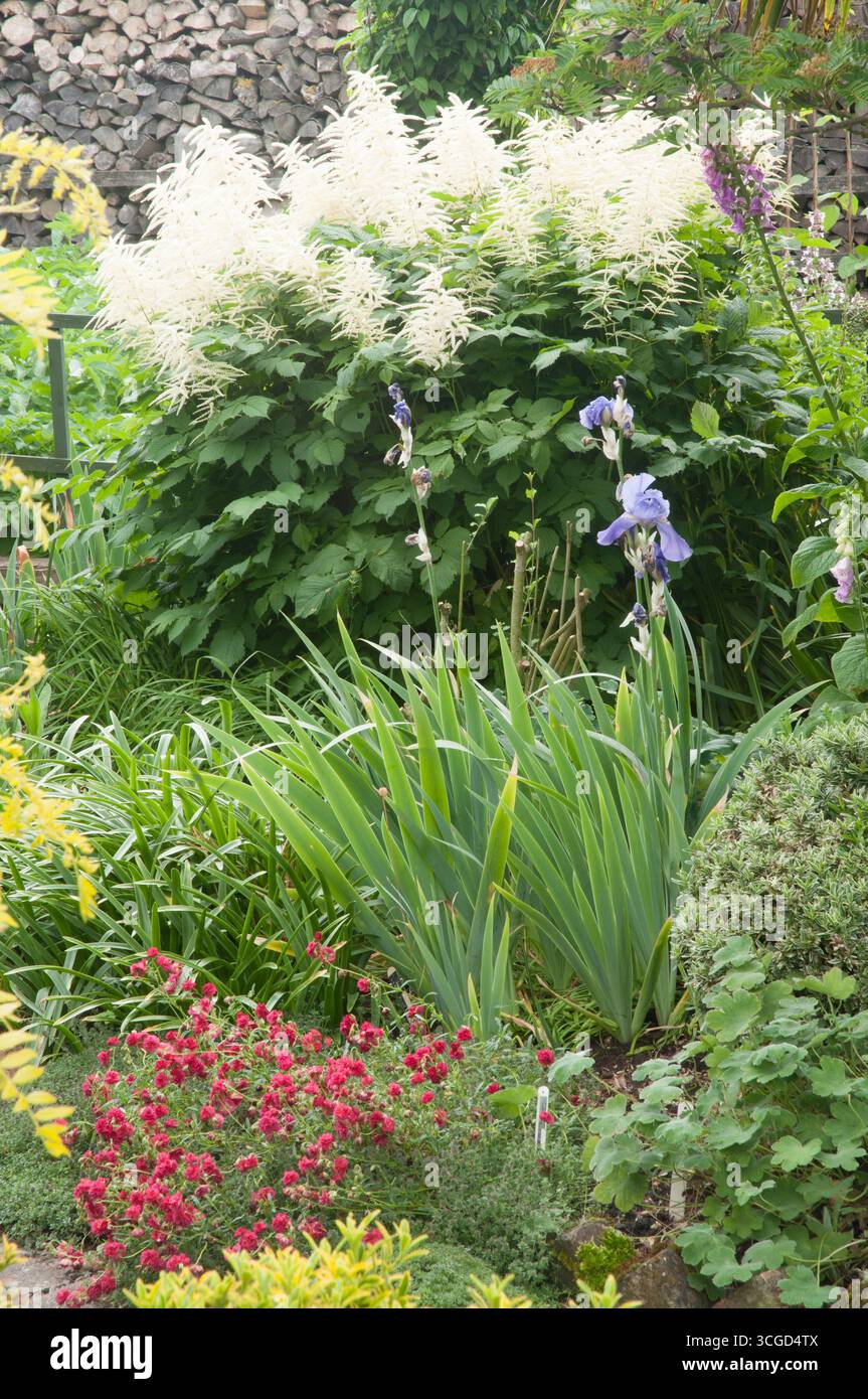 Jardin animé rempli de fleurs colorées et de feuillage vert, présentant un bel affichage de la diversité de la nature par une journée ensoleillée. Banque D'Images