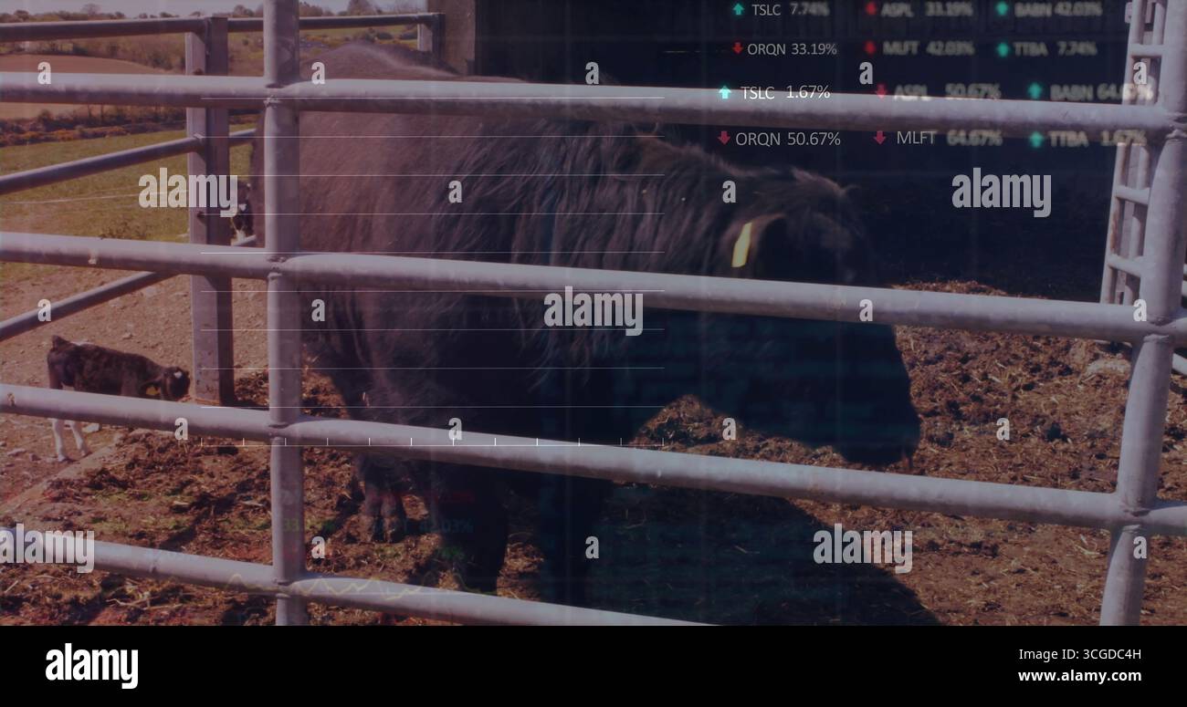 Vache noire adulte debout et veau appuyés sur un enclos à bétail à la ferme, avec des panneaux de clôture en métal Banque D'Images