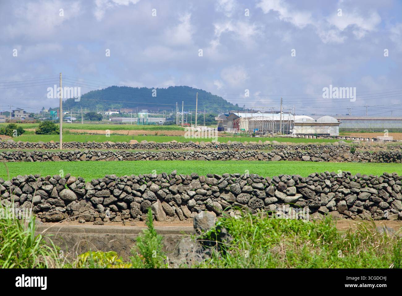 Des murs de champs de basalte en couches divisent des parcelles vert clair sur la plaine occidentale de Jeju, près de la région de Sindo, avec des poteaux électriques, des serres et un oreu boisé Banque D'Images