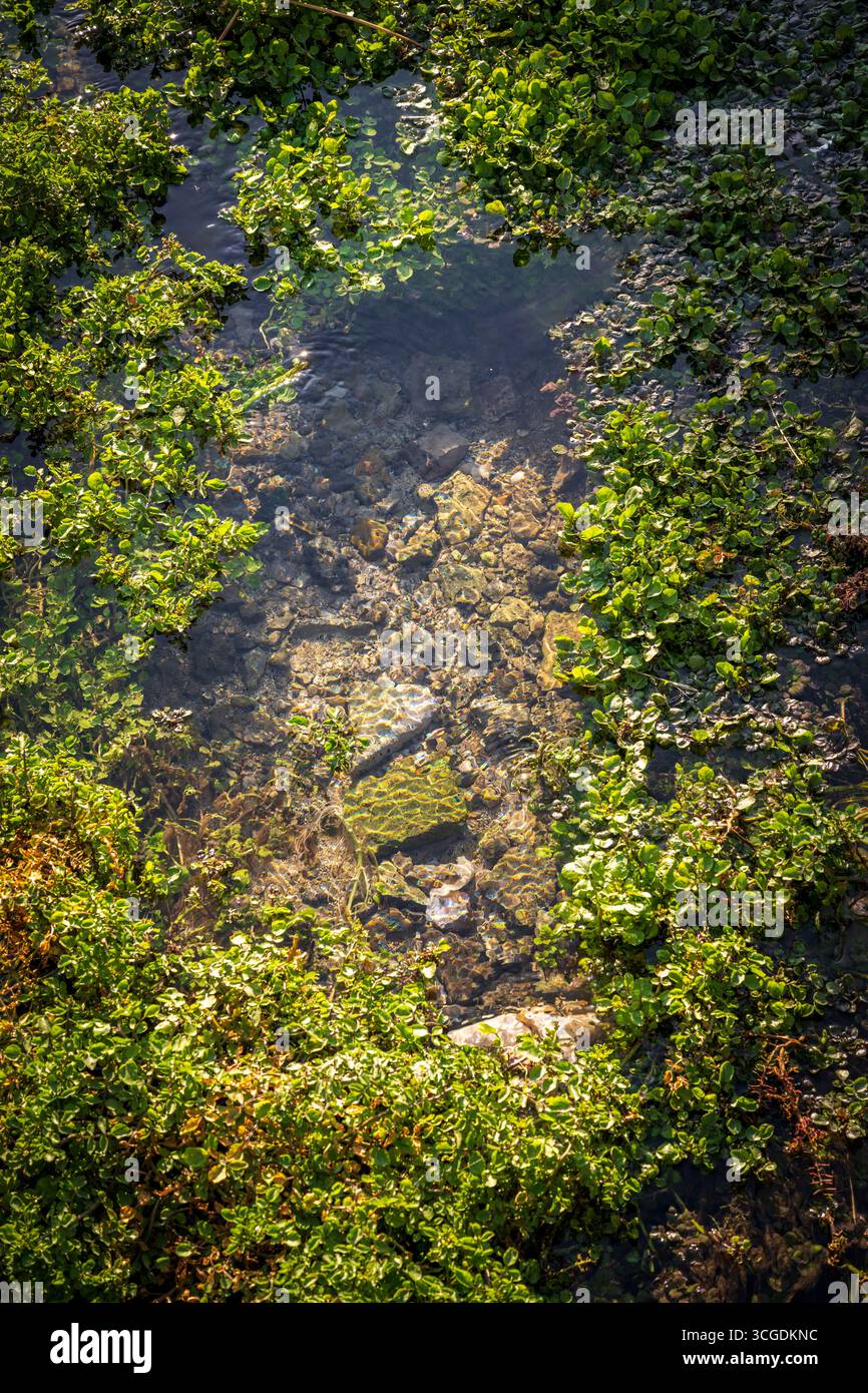 Eau de source fraîche avec des algues vertes et des rochers sous l'eau Banque D'Images