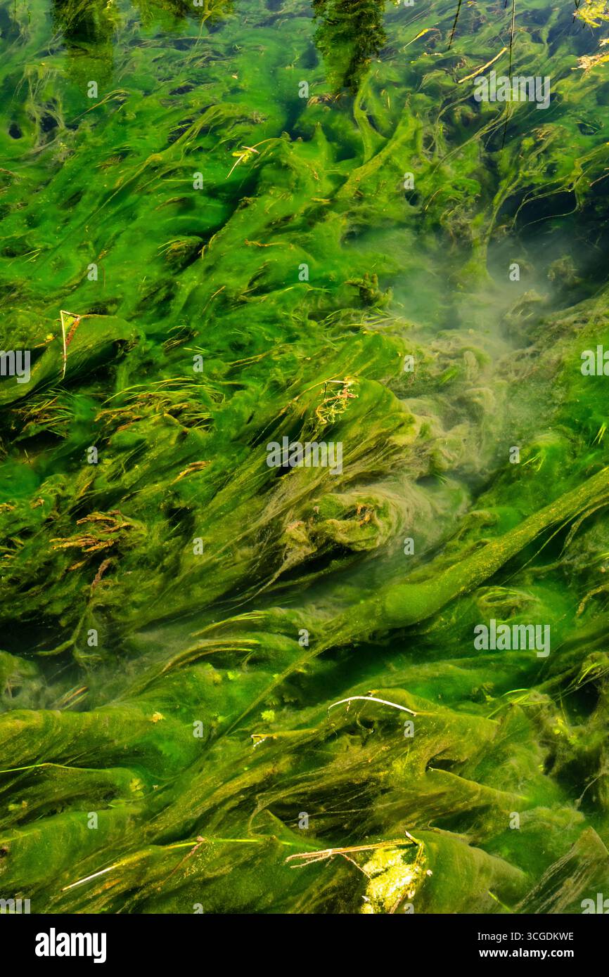 Plantes aquatiques vertes sous l'eau avec des textures naturelles vibrantes Banque D'Images