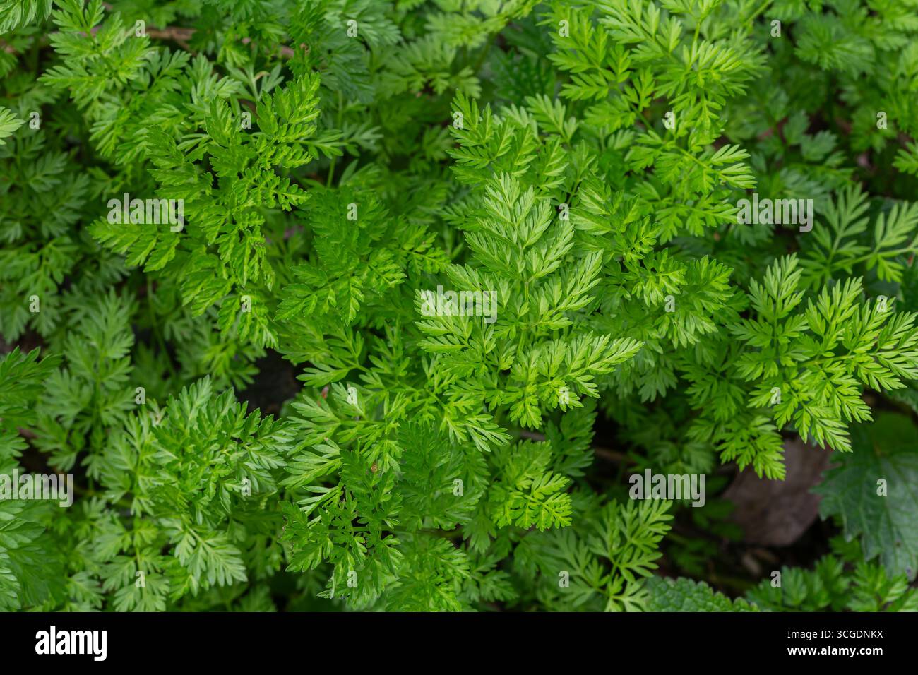 Le persil de vache prospère dans son habitat naturel avec des feuilles vertes éclatantes étalées créant une riche tapisserie de feuillage sous la douce lumière du soleil. Banque D'Images