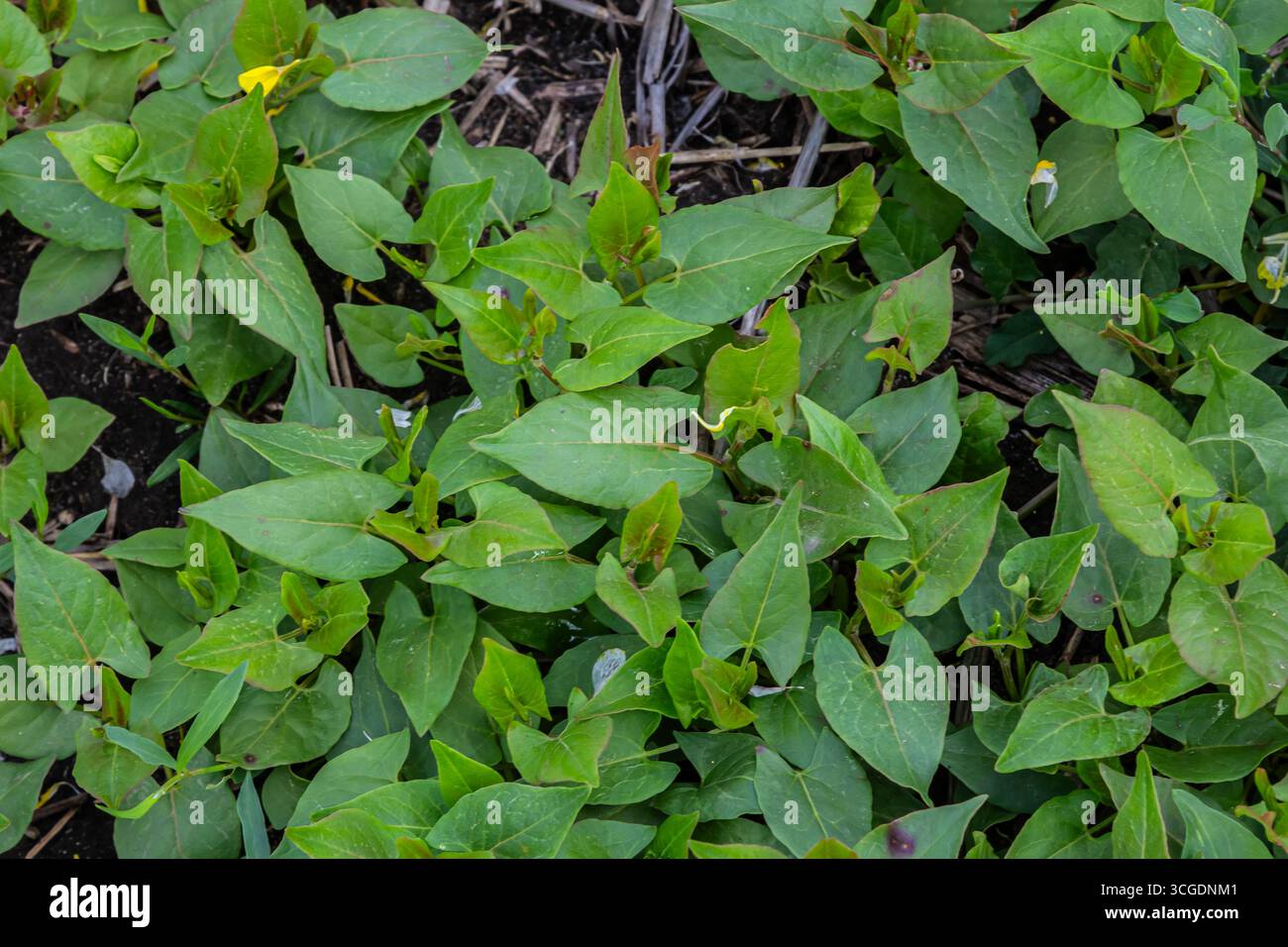 Une croissance dense de l'herbe à reliure noire présente des feuilles vertes éclatantes qui s'étendent sur le sol humide dans un cadre de jardin au début de l'automne. Banque D'Images