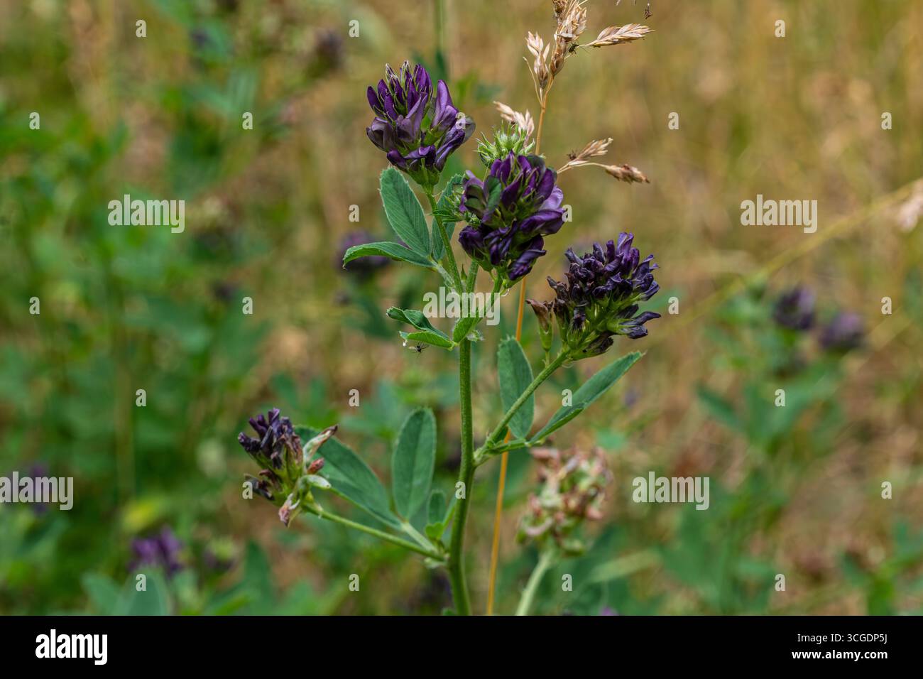 Les plantes Medicago sativa présentent des feuilles vertes luxuriantes et des fleurs violettes saisissantes qui prospèrent dans un champ ensoleillé entouré d'herbes lors d'une chaude journée d'été. Banque D'Images