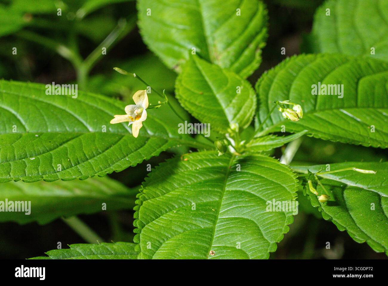 Les petites plantes baumières affichent des fleurs jaune vif nichées dans un riche feuillage vert prospérant dans un habitat naturel pendant le temps chaud en saison estivale Banque D'Images