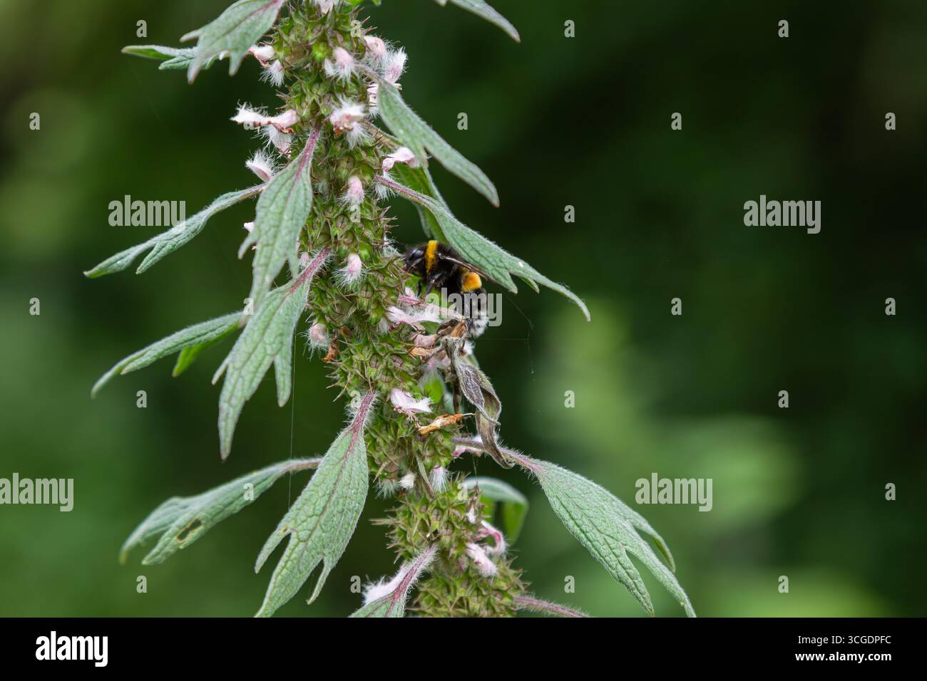 Les pollinisateurs se rassemblent autour de l'armoirie Leonurus mettant en valeur les fleurs vibrantes dans le riche fond vert de la nature en pleine floraison à la fin des s. Banque D'Images