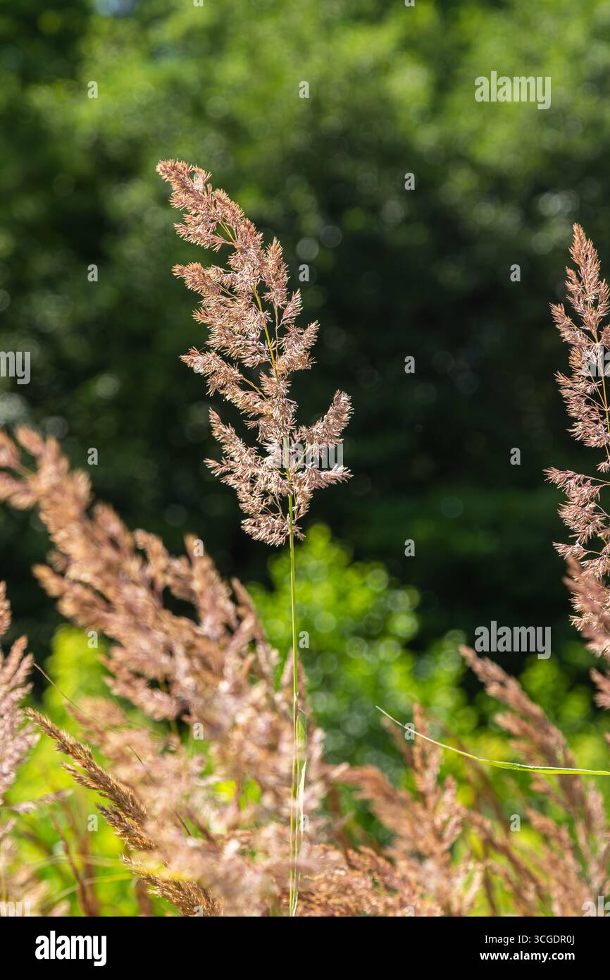 Le petit roseau en bois teinté doré prospère un paysage vibrant atteignant vers le haut avec des pointes de fleurs aérées tout en étant entouré par un fond de feuillage vert profond und Banque D'Images