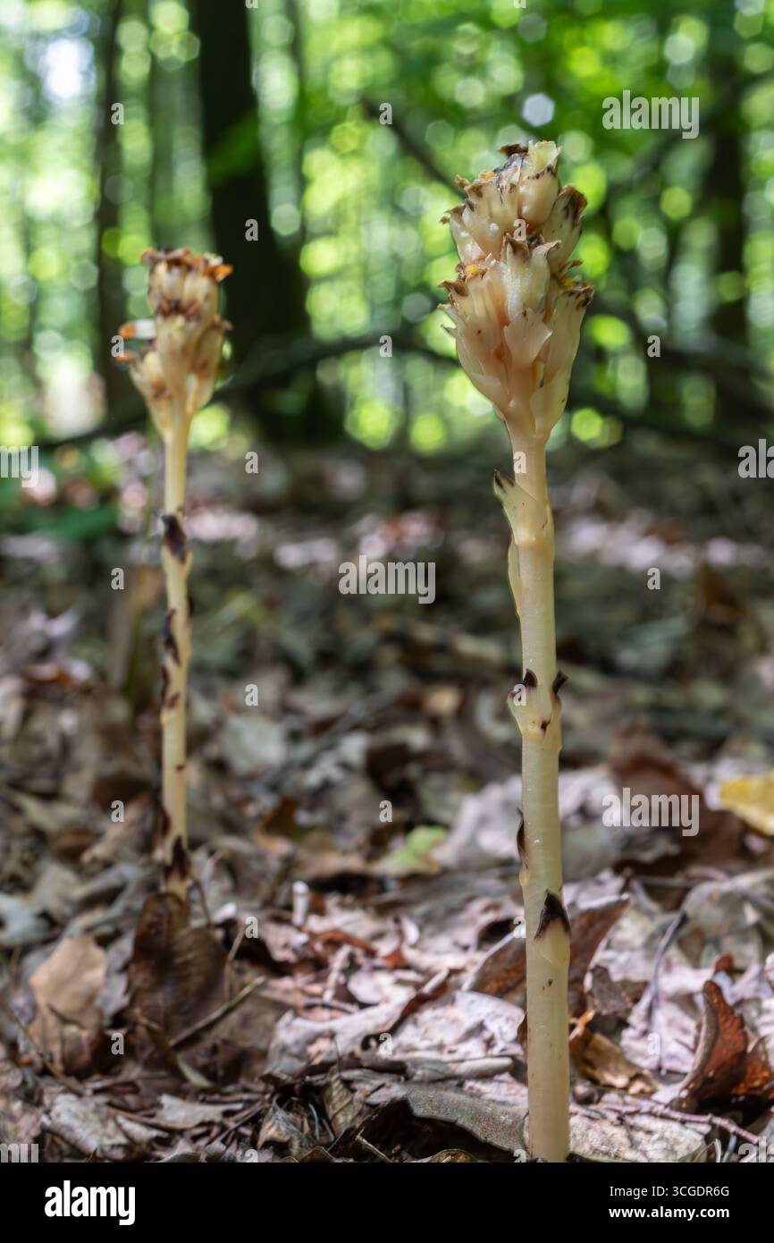 Monotropa hypopitys ou nid d'oiseau jaune émerge de la litière de feuilles dans une forêt verdoyante. Cette plante saprophyte unique prospère dans les zones ombragées showcasi Banque D'Images