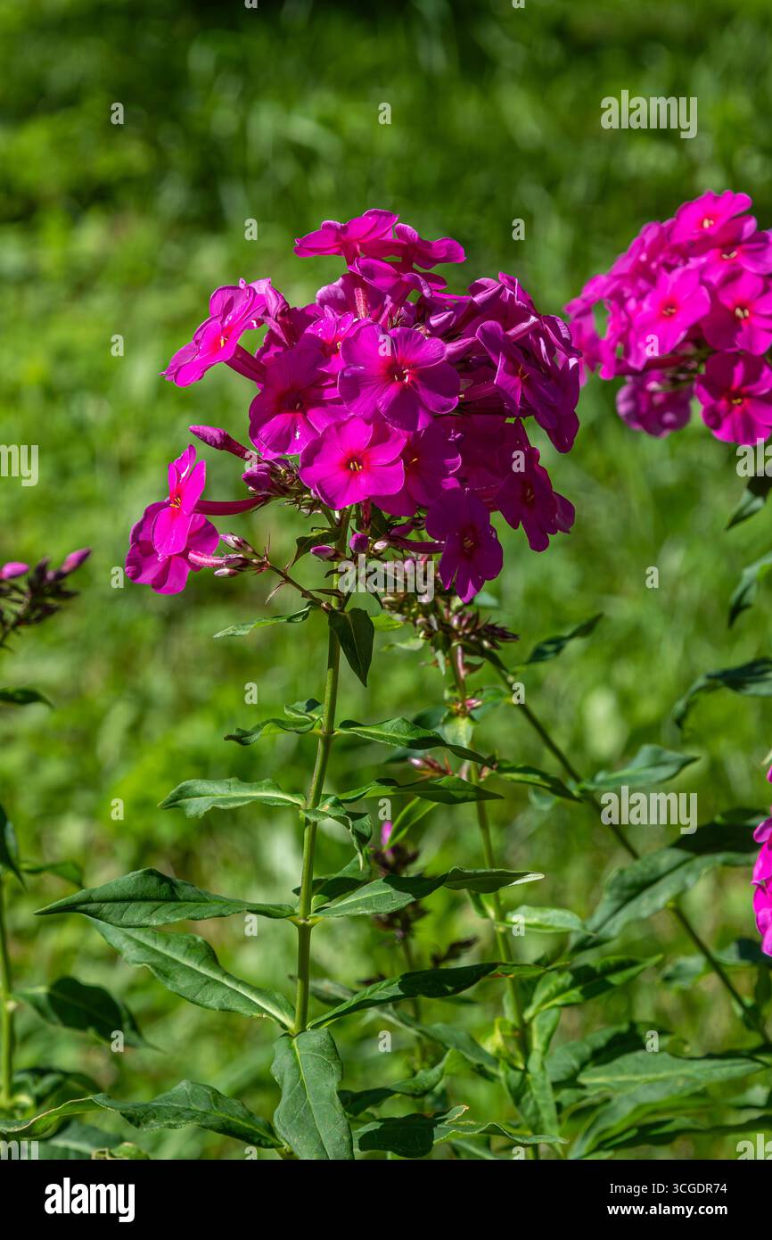 Les grappes vibrantes de Phlox paniculata affichent des fleurs roses frappantes entourées d'un riche feuillage vert sous la lumière chaude du soleil dans un jardin d'été. Banque D'Images