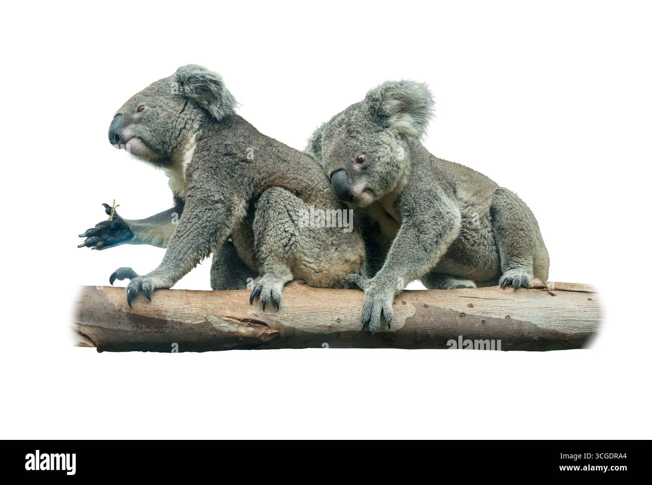 Une paire de koalas perchés côte à côte sur une branche d’arbre, mettant en valeur leurs manteaux gris doux, leurs grandes oreilles et leurs expressions calmes, symbolisant l’Australie Banque D'Images