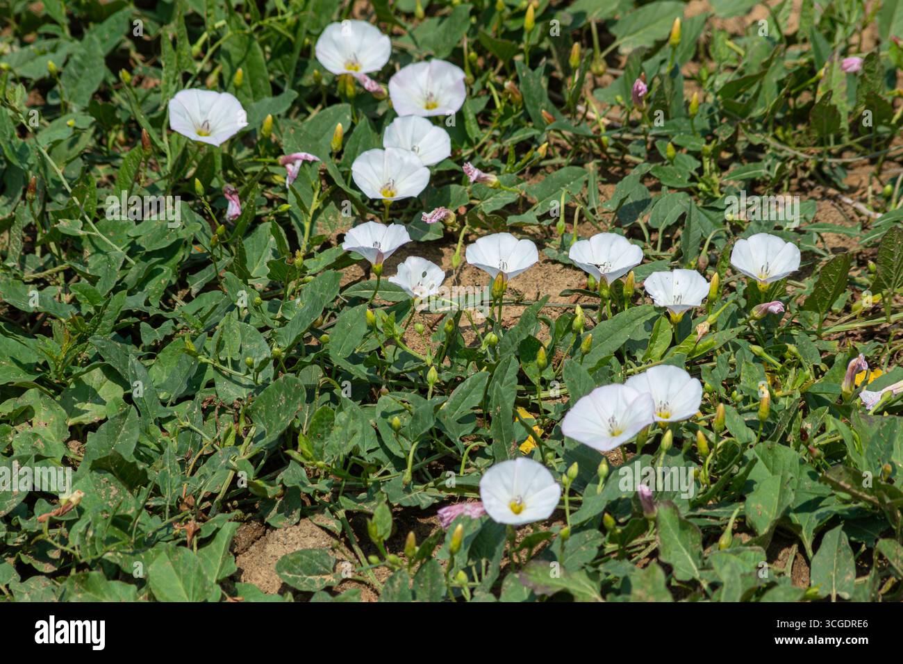 Des fleurs blanches de limonade couvrent le sol créant un contraste saisissant avec les feuilles vertes luxuriantes sous la lumière du soleil dans un emplacement de prairie. Banque D'Images