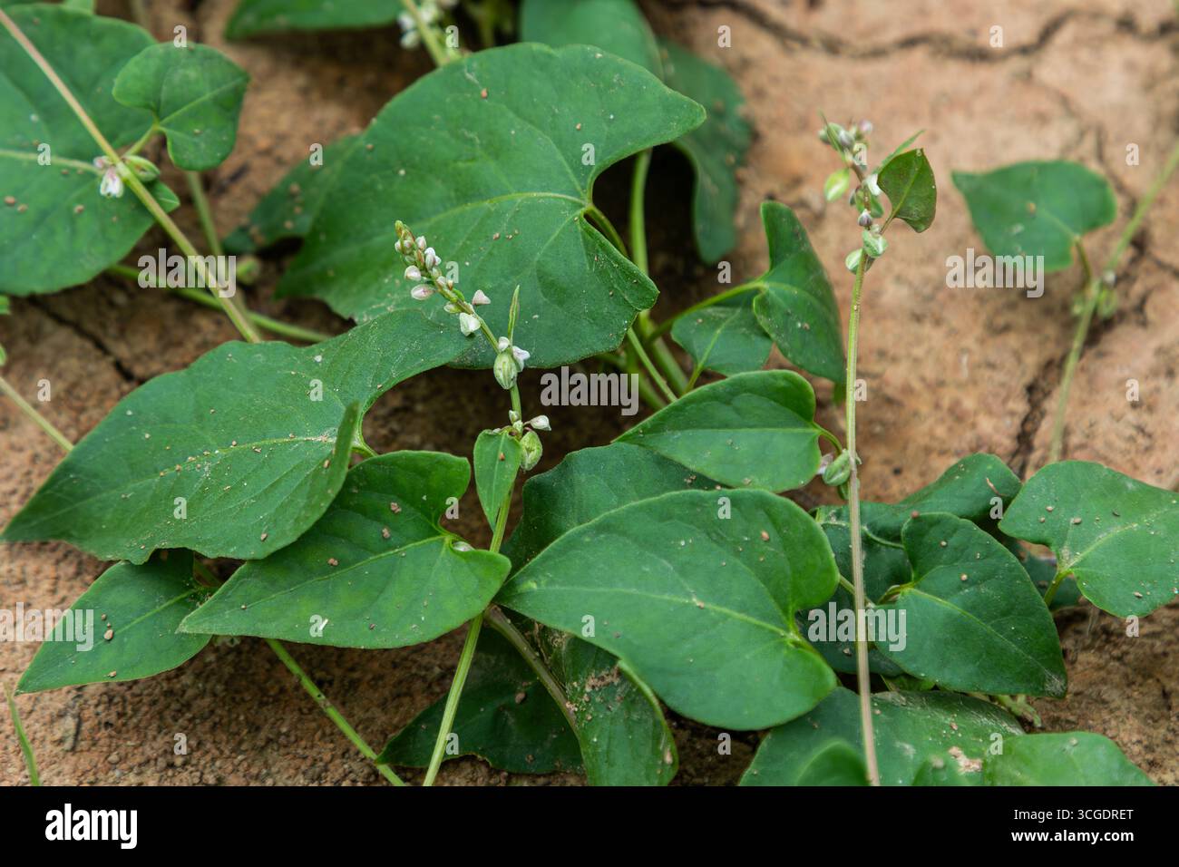 Black Bindweed affiche son feuillage vert luxuriant et ses fleurs délicates dans un environnement de sol fissuré sec à la fin de l'été illustrant la résilience et g Banque D'Images
