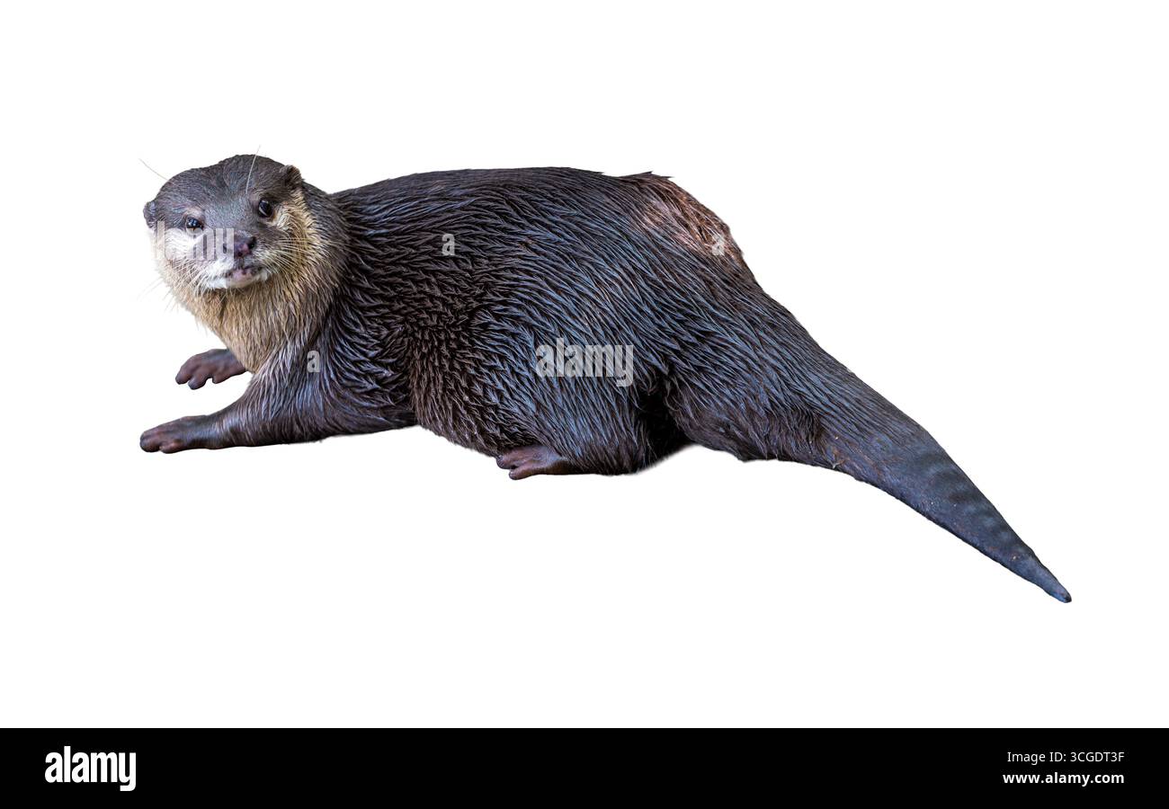 Gros plan d'une loutre asiatique à petites griffes couchée, sa fourrure sombre et humide scintillant tout en tournant la tête attentivement, mettant en évidence le naturel de l'animal Banque D'Images
