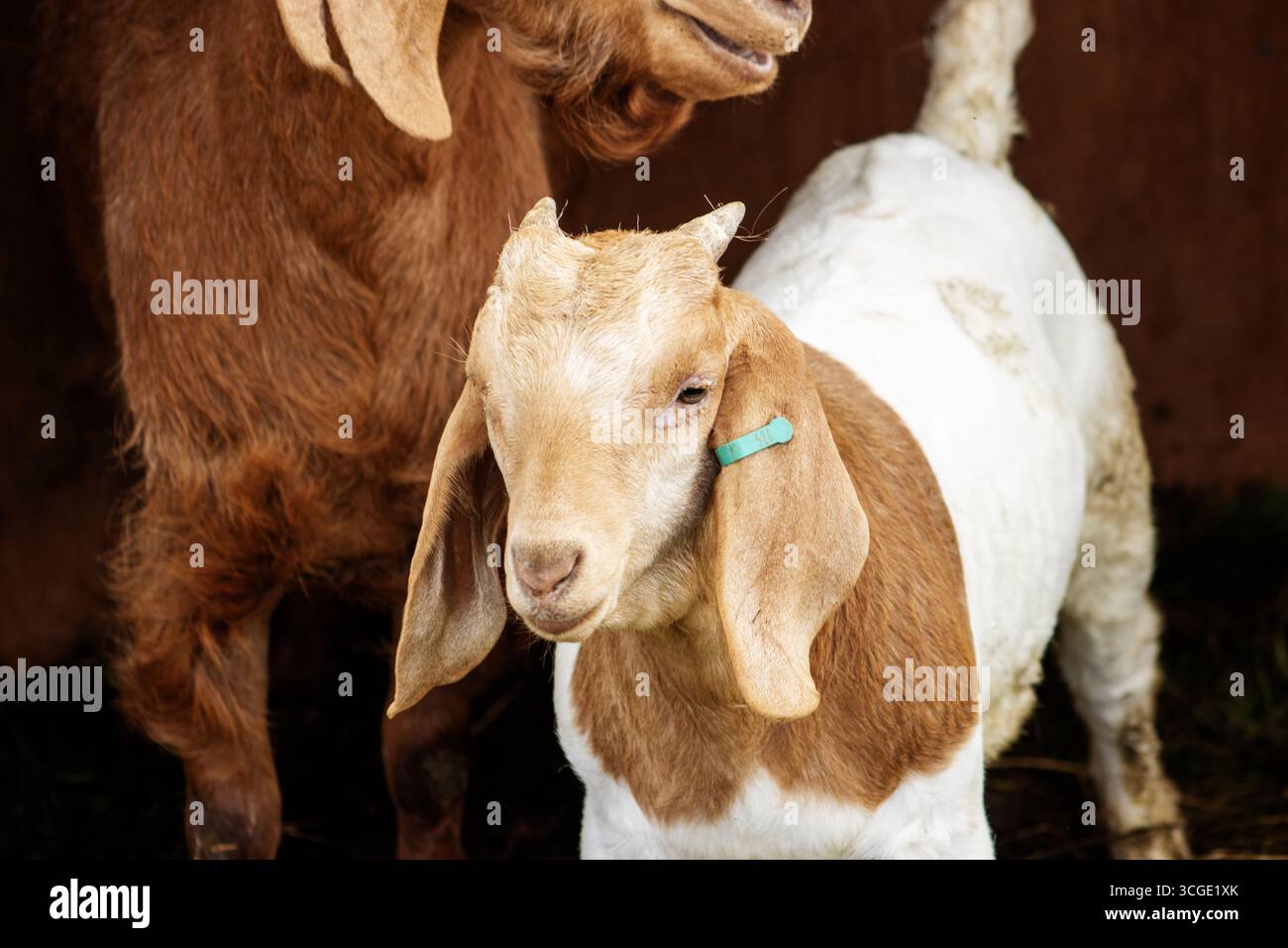 Gros plan de la tête d'une chèvre Boer avec des portes de ferme en métal et de la paille jaune Banque D'Images