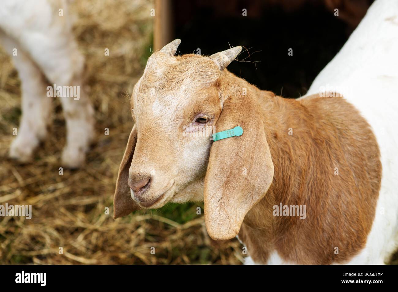 Gros plan de la tête d'une chèvre Boer avec des portes de ferme en métal et de la paille jaune Banque D'Images