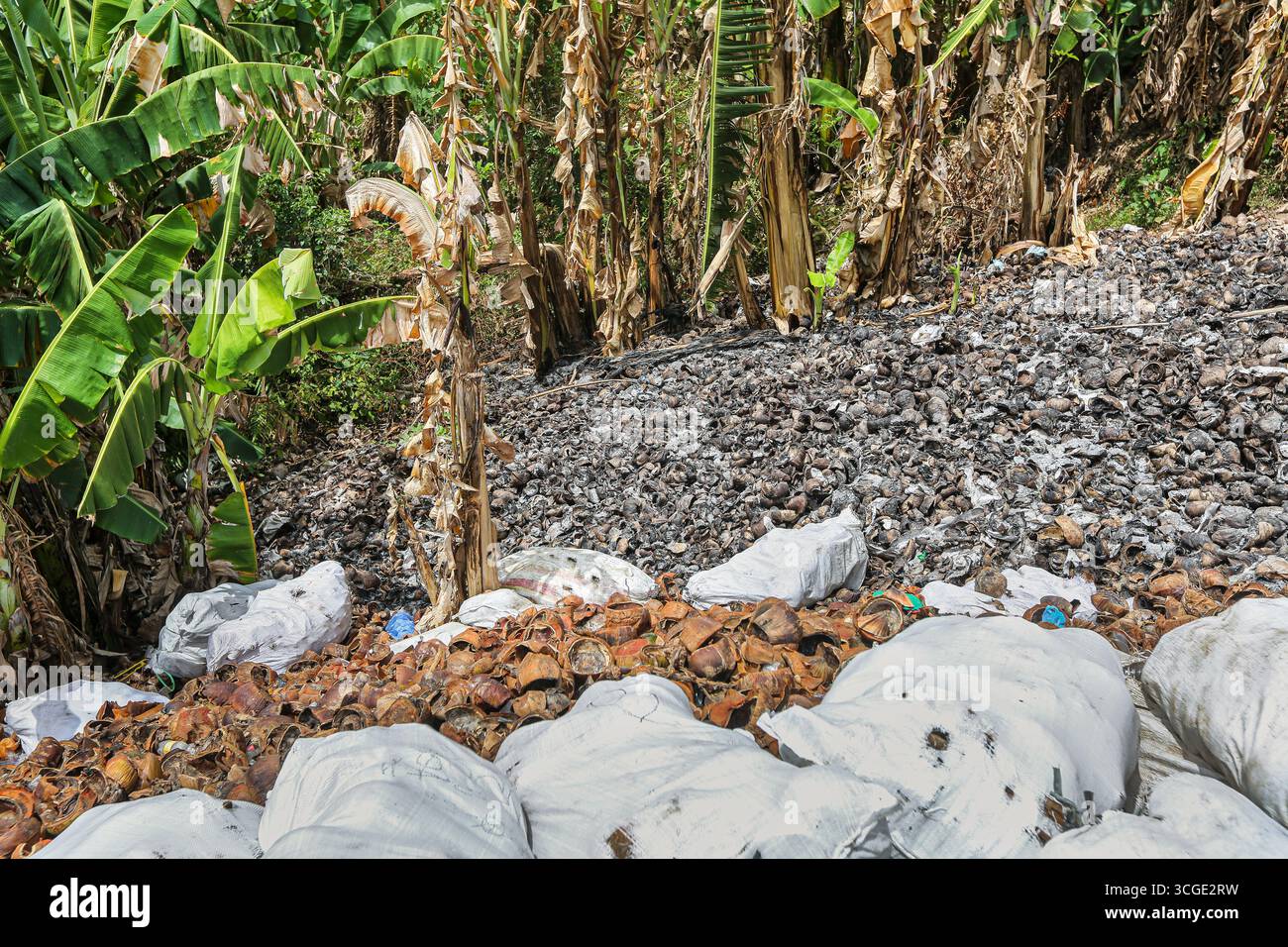 Calabarzon, Philippines. 28 août 2025 : des centaines de tonnes de coques de noix de coco jetées s'accumulent dans les montagnes du sud de Luzon, formant des grappes de déversement isolées parmi les bananiers à travers les zones montagneuses. Accumulées au fil des ans, certaines coques sont brûlées sur place tandis que d’autres sont en décomposition avancée. La culture de la noix de coco est l'un des piliers de l'économie philippine. L’archipel montagneux est le deuxième producteur mondial de noix de coco, avec environ 15 milliards de noix de coco par an (14,8 millions de tonnes en 2024). Un plan gouvernemental vise à planter des millions de plus...crédit : Kevin Izorce/Alamy Live News Banque D'Images