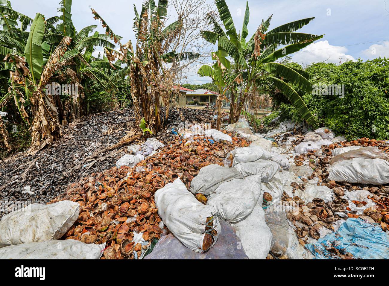 Calabarzon, Philippines. 28 août 2025 : des centaines de tonnes de coques de noix de coco jetées s'accumulent dans les montagnes du sud de Luzon, formant des grappes de déversement isolées parmi les bananiers à travers les zones montagneuses. Accumulées au fil des ans, certaines coques sont brûlées sur place tandis que d’autres sont en décomposition avancée. La culture de la noix de coco est l'un des piliers de l'économie philippine. L’archipel montagneux est le deuxième producteur mondial de noix de coco, avec environ 15 milliards de noix de coco par an (14,8 millions de tonnes en 2024). Un plan gouvernemental vise à planter des millions de plus...crédit : Kevin Izorce/Alamy Live News Banque D'Images