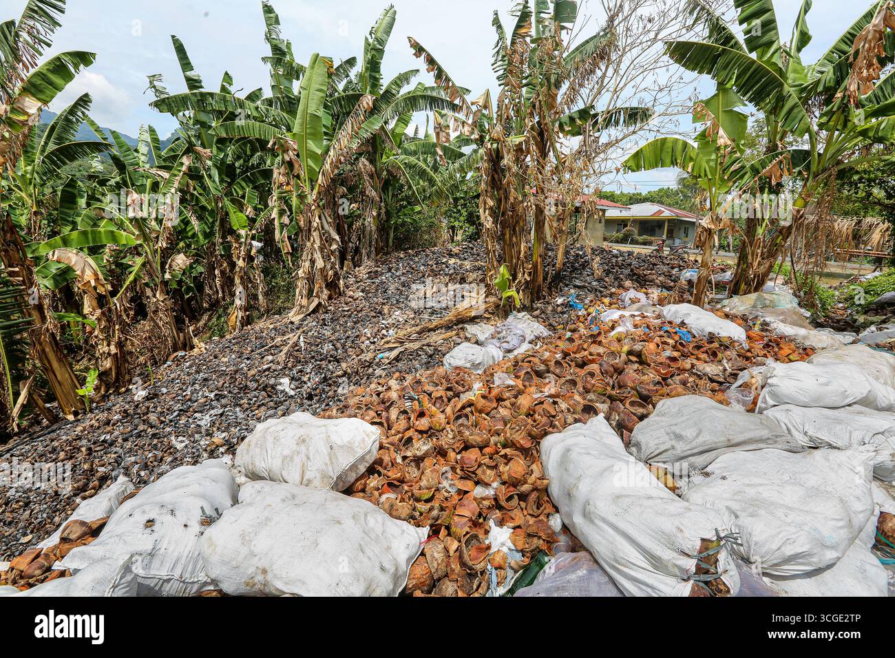 Calabarzon, Philippines. 28 août 2025 : des centaines de tonnes de coques de noix de coco jetées s'accumulent dans les montagnes du sud de Luzon, formant des grappes de déversement isolées parmi les bananiers à travers les zones montagneuses. Accumulées au fil des ans, certaines coques sont brûlées sur place tandis que d’autres sont en décomposition avancée. La culture de la noix de coco est l'un des piliers de l'économie philippine. L’archipel montagneux est le deuxième producteur mondial de noix de coco, avec environ 15 milliards de noix de coco par an (14,8 millions de tonnes en 2024). Un plan gouvernemental vise à planter des millions de plus...crédit : Kevin Izorce/Alamy Live News Banque D'Images
