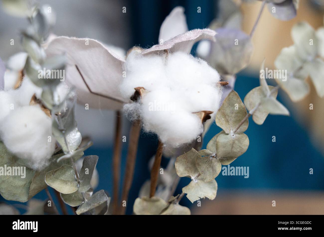 Les fleurs de coton délicates ainsi que l'eucalyptus rafraîchissant créent une atmosphère sereine, paisible et naturelle pour le décor Banque D'Images