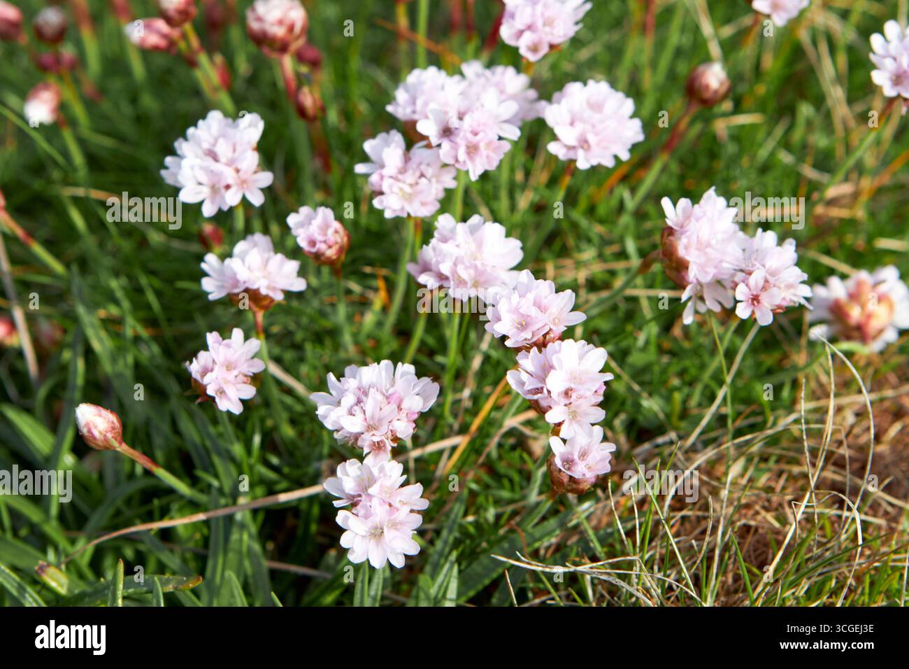 fleurs roses de mer ameria maritima poussant à l'état sauvage sur l'île tory comté de donegal république d'irlande Banque D'Images