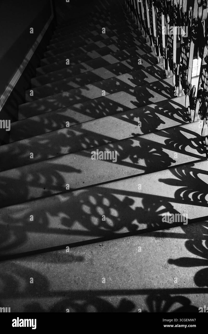 Vue sur un vieux chêne dans l'ouest de Londres, rendu en monochrome avec une lumière contrastée Banque D'Images