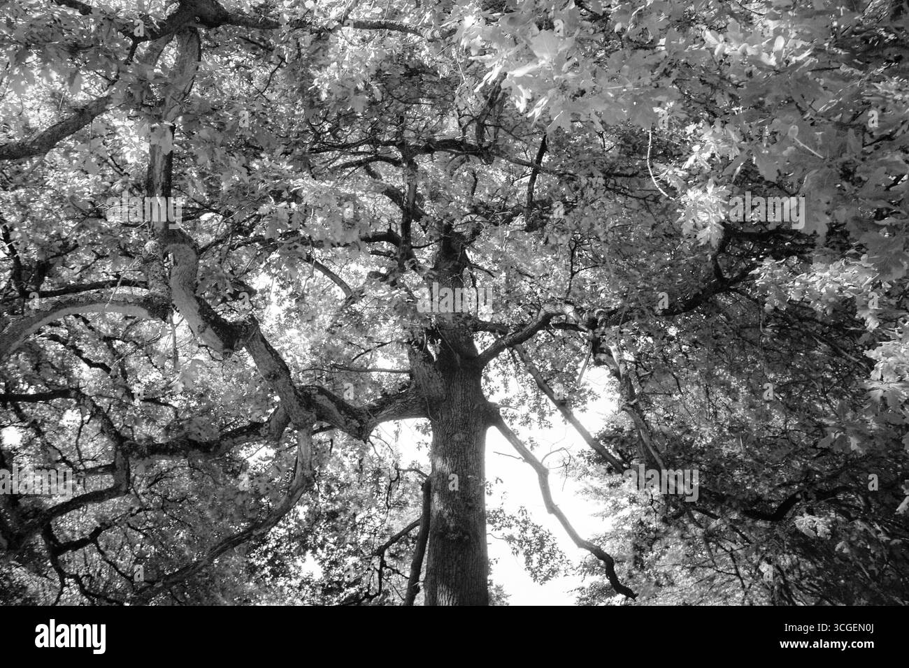 Vue sur un vieux chêne dans l'ouest de Londres, rendu en monochrome avec une lumière contrastée Banque D'Images