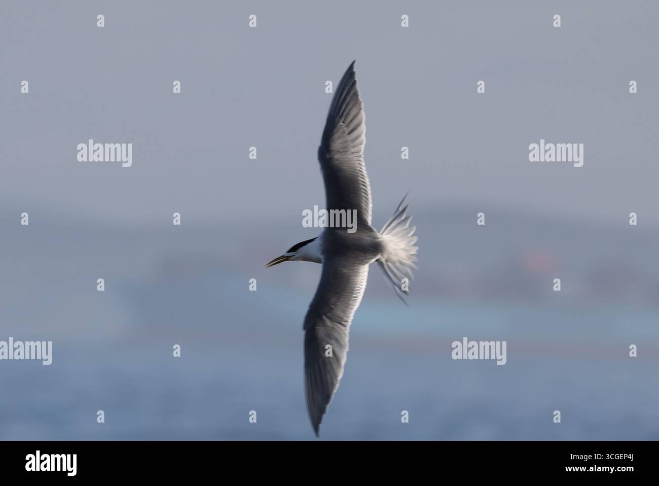 La magnifique sterne rapide (Thalasseus bergii ) s'élève avec ses ailes déployées à plein air contre le ciel bleu au-dessus de l'océan Atlantique, le Cap. Banque D'Images