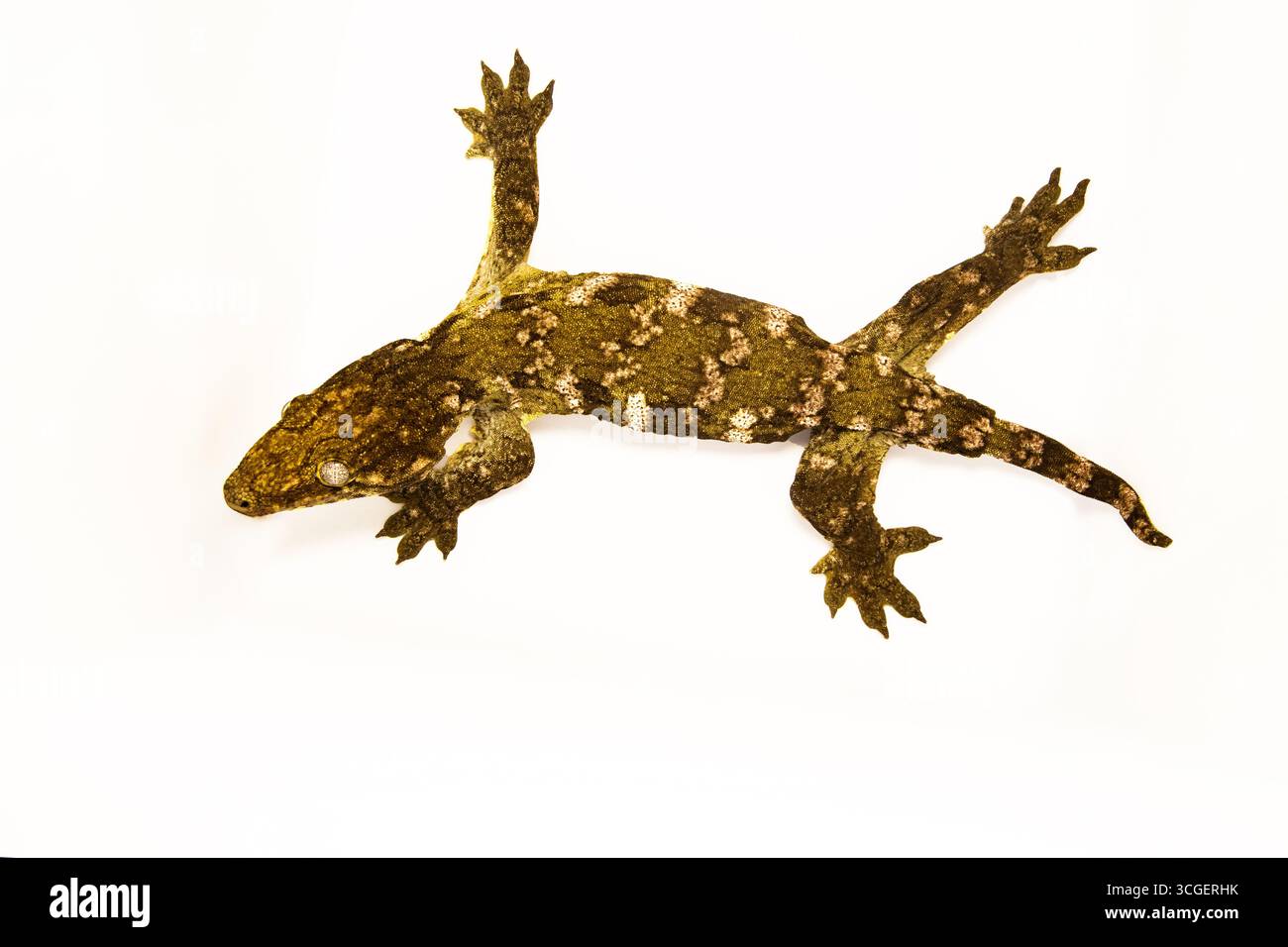 Exotique Mossy Gecko Reptile isolé sur blanc, espace pour le texte Banque D'Images